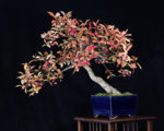 EUONYMUS PINK LEAVES.JPG