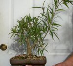 Ficus 4th year Sept 2013.jpg Ficus 4th year Sept 2013.jpg