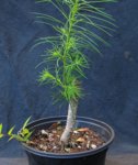 larix12-06_170613b.jpg