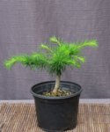 larix12-06_180527a.jpg