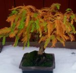 fall canopy bald cypress.jpg