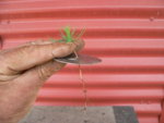 JBP seedlings 25-11-18 09.JPG