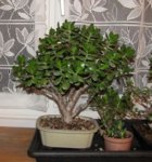 crassula01_181211a.jpg