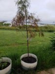 20180902_075143.jpg
