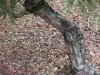 98 bark 2.jpg