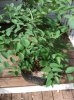 elm_b7-22-12d.jpg