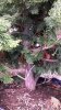 Hinoki Cypress_close.jpg