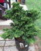 Hinoki Cypress_far.jpg