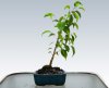 ficus benjamin.jpg ficus benjamin.jpg