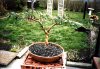 Plaited Ficus Benjamina.jpg