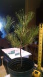 IMG_20181229_083109720.jpg