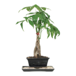 brussel-s-bonsai-bonsai-trees-dt-1024mt-64_1000[1].png