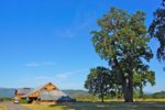 historic-trees-Valley-Fetzer-oak.jpg