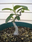 Port Jackson Fig 2012.jpg