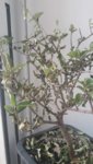 plantas raul.jpg plantas raul.jpg