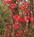 chaenomeles_160304a.jpg