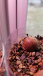 2019.1.13 - First Sprout.jpg