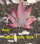 Acer matsumurae type 1 640x.JPG