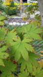 20181010 Acer matsumurae type 2.jpg