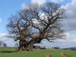 Biggest tree - Great Witley.jpg