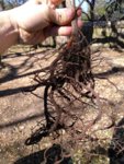Desert Willow Roots at Repot.jpg