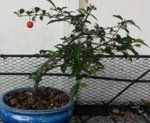 cherry.jpg