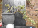 Salix repens 4.JPG