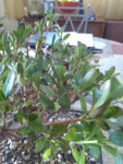 Another View of Azalea bonsai.jpg