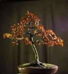 fagus01_190203a.jpg