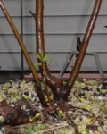 Amelanchier1-April2016a-close.jpg