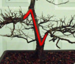 N-zelkova.jpg