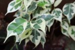 Variegated Ficus in Terrarium.jpg