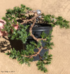 Juniperus procumbens nana1.jpg