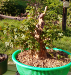20180503_173255_HDR_1525547591228.png