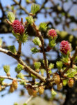 LARCH FLOWERS.jpg