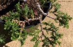 Juniperus procumbens nanaDetail2.jpg