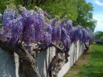 wisteriaamll.jpg