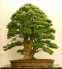 Neea buxifolia.jpg