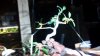 bonsai 001.jpg