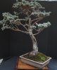 cedar3.jpg
