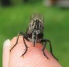 robberfly01.jpg