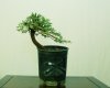 IMG_6747ax.JPG