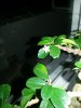 bonsai2.jpg