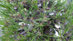 p1000090.jpg