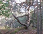 pin sylvestre 2018 11 14 (58).JPG
