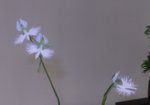 Pecteilis radiata in Bunzan pot Sept2016b.jpg