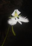 raiata flower - Sept2016b.jpg