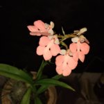 IMG_20161220_091949.jpg
