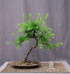 larix08-n02_180527a.jpg