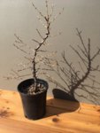 Bonsai photos 8.JPG